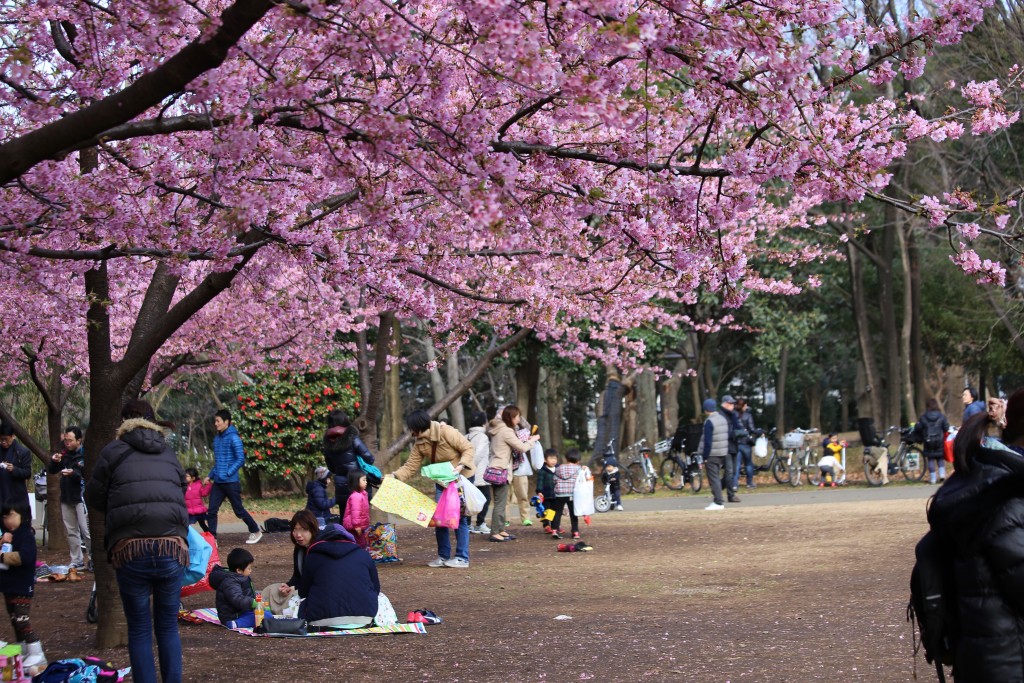 春を先取りした花見が楽しめる林試の森公園の広場