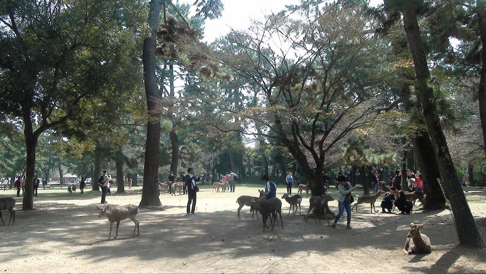 奈良公園10