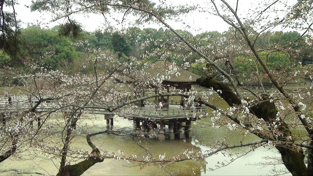 奈良公園11