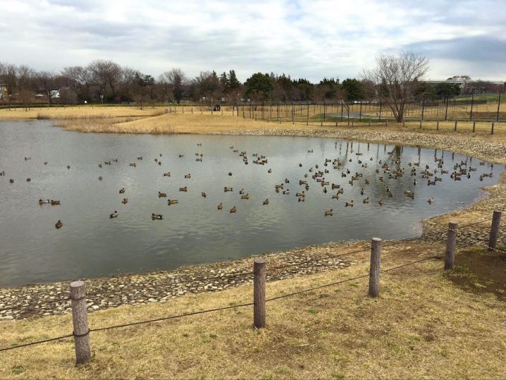 武蔵野の森公園（東京都調布市） PARKFUL公園をもっと身近に、もっと楽しく。