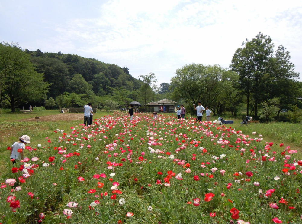 21世紀の森と広場