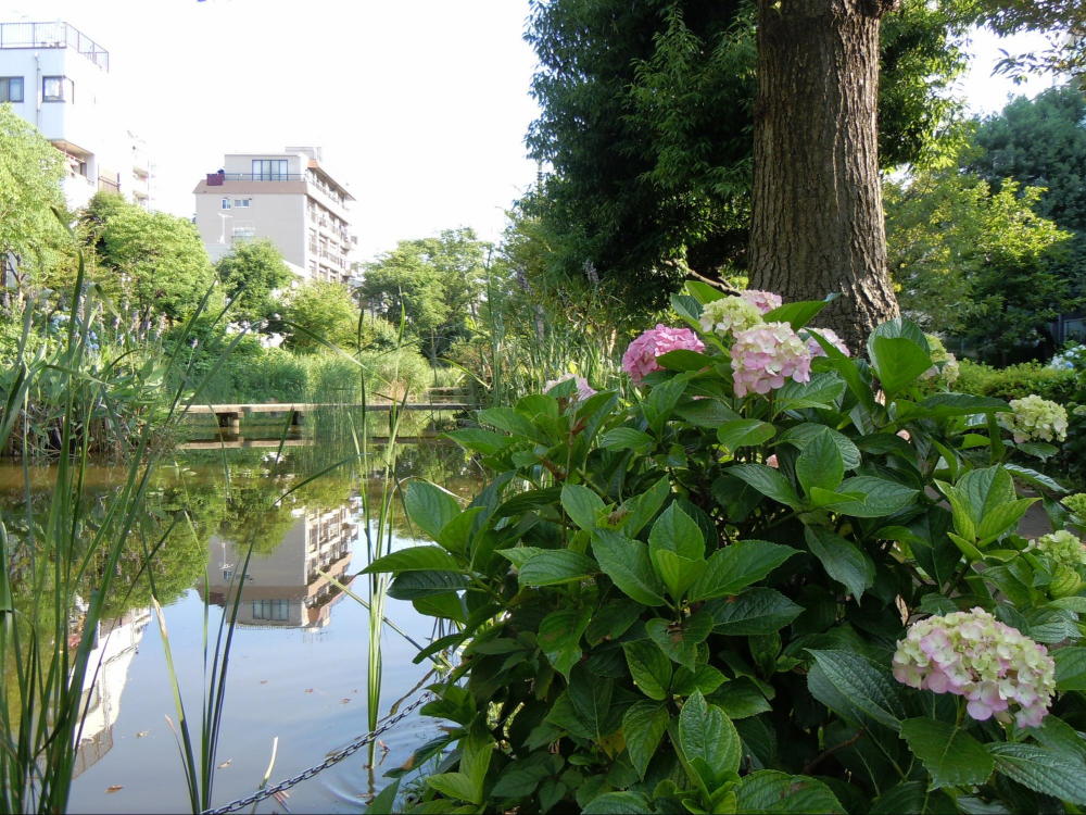 大横川親水公園