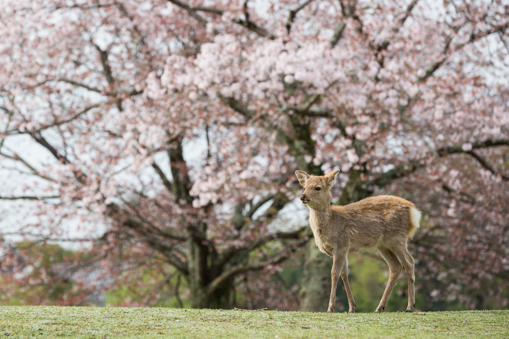 名所 奈良 桜 知ってる!?ここはおさえたい！奈良の隠れた桜の名所！