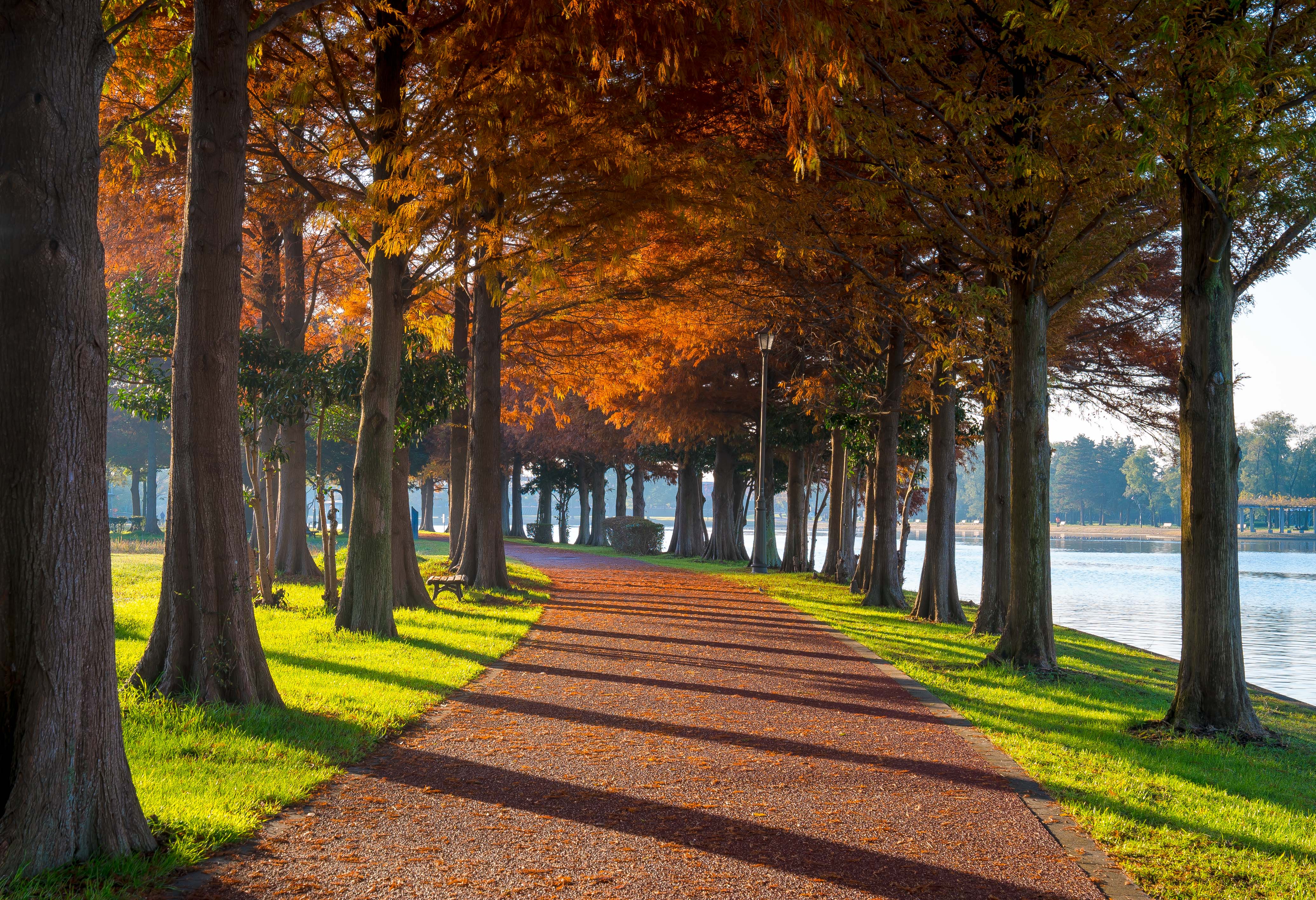 紅葉の美しい公園 みさと公園 埼玉県三郷市 Parkful公園をもっと身近に もっと楽しく