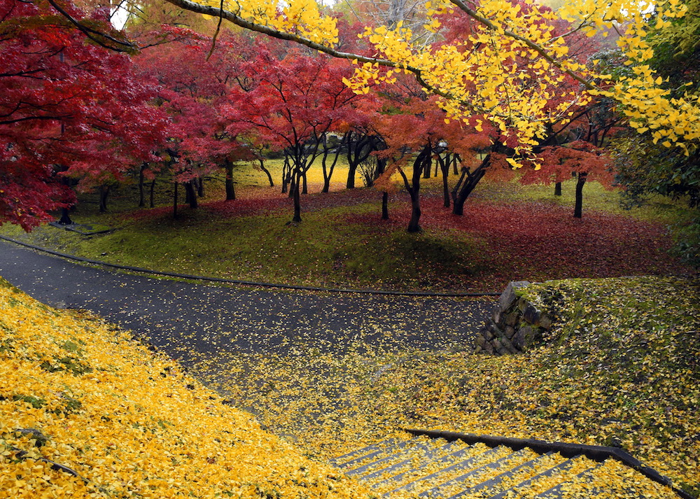 紅葉の美しい公園 皇子が丘公園 滋賀県大津市 Parkful公園をもっと身近に もっと楽しく