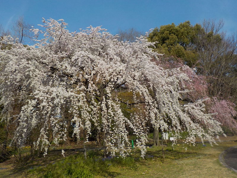 桜の見頃 服部緑地 Parkful 公園をもっと楽しく もっと身近に