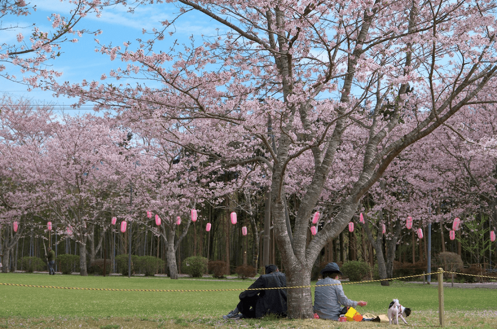 pickup-sakura-忠元公園