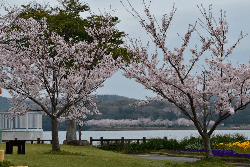 pickup-sakura_常磐公園