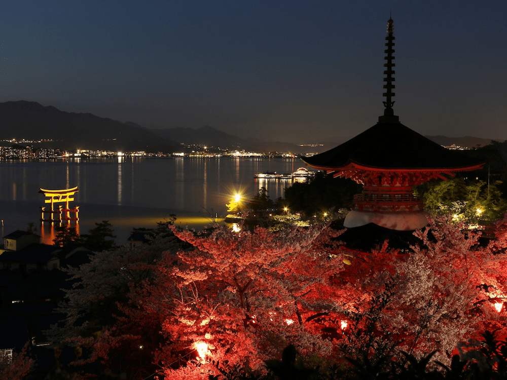 pickup-sakura_宮島公園