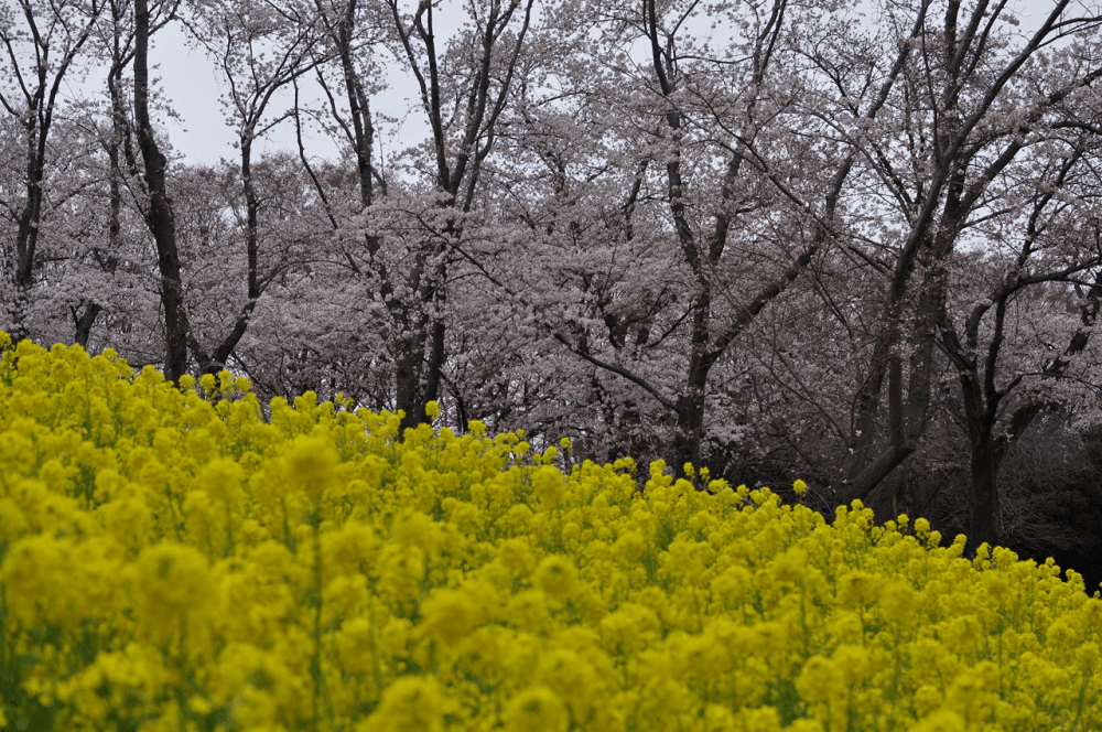 pickup-sakura_根岸森林公園