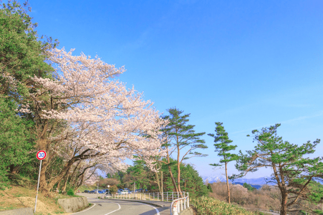 pickup-sakura_奥卯辰山健民公園