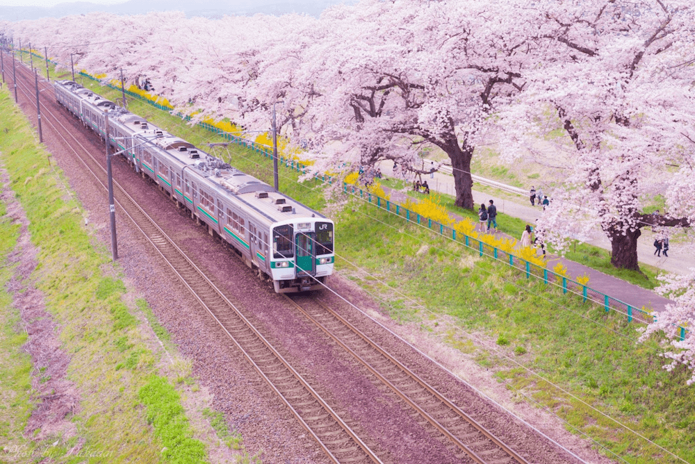 pickup-sakura_船岡城址公園