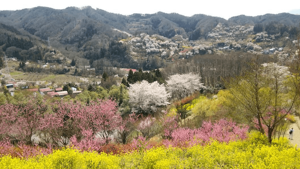 pickup-sakura_花見山公園