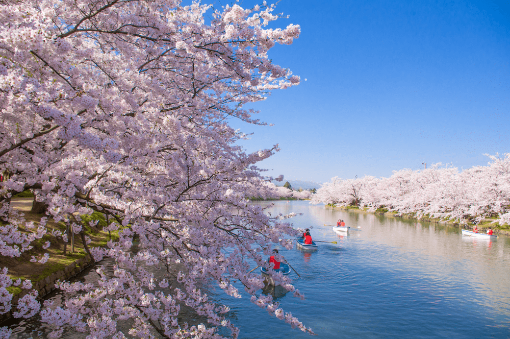 pickup-sakura_弘前公園