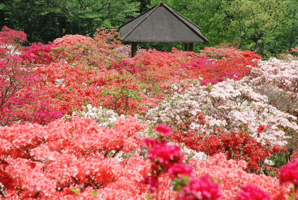 古くから親しまれる名花！つつじが見られる公園特集｜公園専門メディアPARKFUL