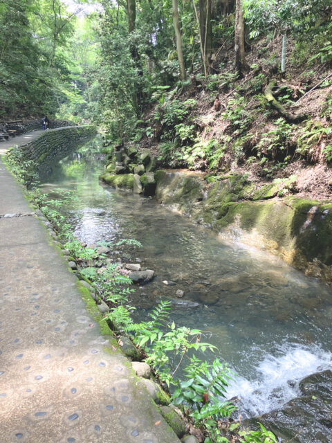 等々力渓谷の渓流