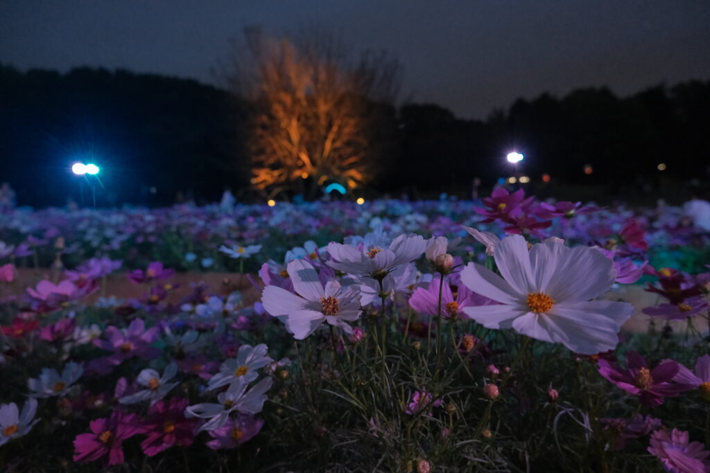 いこいの広場中央に広がるコスモス畑